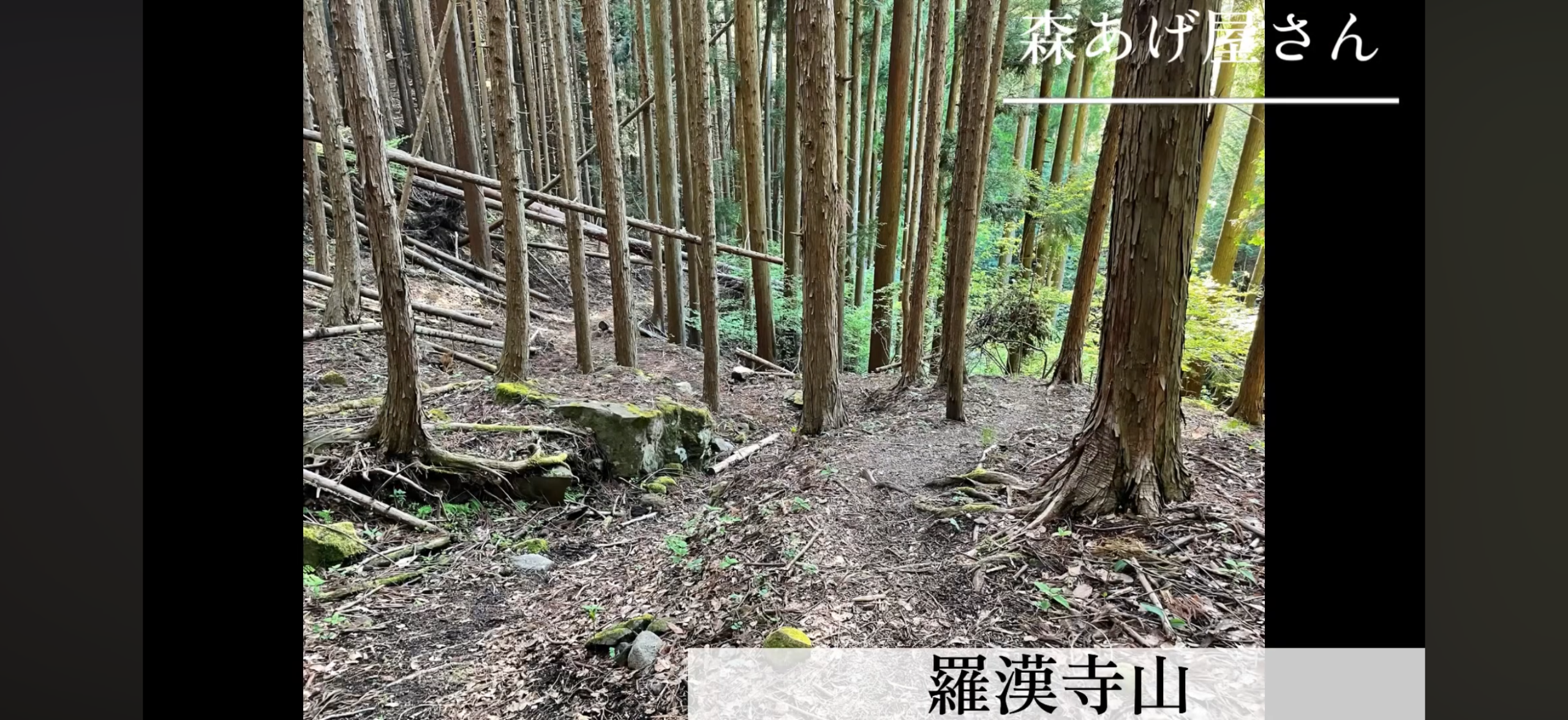 羅漢寺山へ向かう途中の杉林の登山道