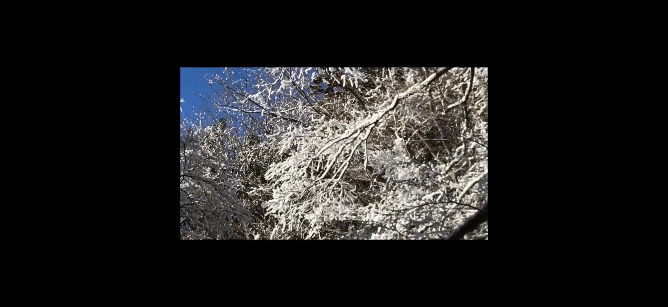 三方分山への登山中に見た、雪が白く付着した木の枝